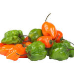 SCOTCH BONNET CHILLI V HOT